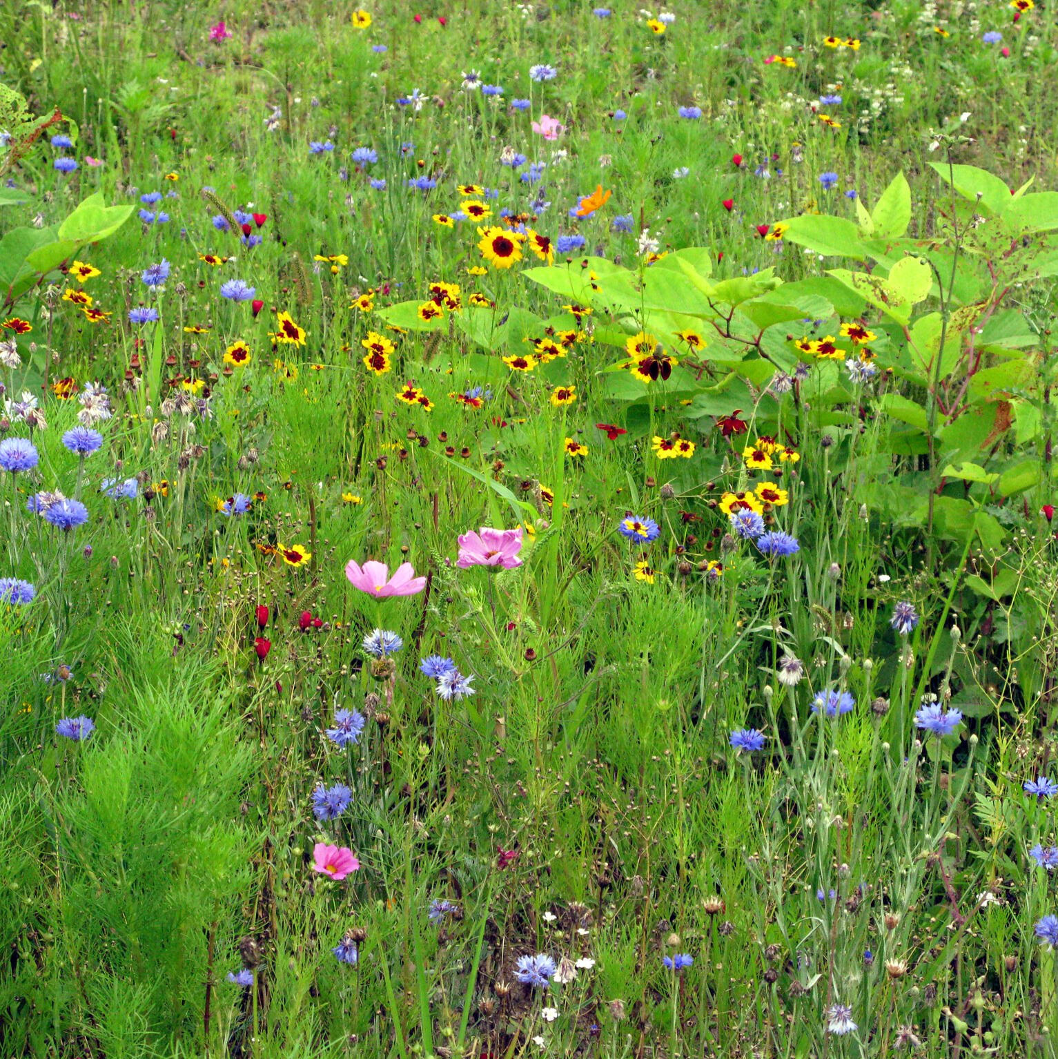 wildflower meadow Seed Mixes Growing guide